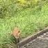 Лисенок Little Fox On The Rainy Road Kitsune Hokkaido