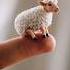 Bero 00 Youtube Minimax Cute Sheep Short