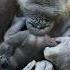 Baby Gorilla S First Years Breastfeeding
