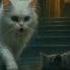 Cat Friendship Ai Ytshorts Youtubeshorts Friendship War Cat Animation Amazingfacts Motivation