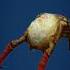 Headcrab Evolution 1998 2020