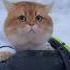 На такой то машине от любых бандитников можно уехать Cat Cutecates Catlover