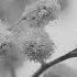 Midnight Cycler Mimosa Mist Royalty Free Music