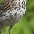 Голоса птиц Дрозд певчий Turdus Philomelos