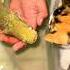 Baby Arapaima Vs Baby Cats Short Shorts Arapaima Fishing Monsterfish Ytshort Fish