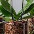 Strangely Growing Orchids Without Watering Makes Them Grow Quickly And Bloom All Year Round