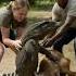 A Man And A Woman Try To Save A Deer From A Komodo Dragon