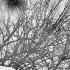 Double Exposure Effect In Gimp