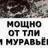 Мощный рецепт от муравьев и тли без химических препаратов огород дача сад муравьи тля