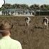 WHERE ARE ALL MY COWS ON PRAIRIE FARM MICHIGAN 15 Farming Simulator 25
