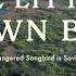 The Little Brown Bird Full Documentary National Geographic