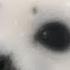 ୨୧ Baby Seal Beauty 𖦹 ꜝꜝ