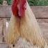 Bangkok Rooster Crowing Sound Villagelife Chicken Cock
