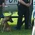 Project K 9 Hero Life Force Leads The Way