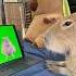 OIIA OIIA Capy Capybara Oiiaoiia Oiiaoiiacat