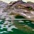 Far Cry 4 Animal Fight Crocodile Vs All Animals Battles