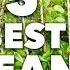 5 Best Bean Poles Frames And Supports For Your Garden