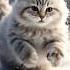 Cat Rescue Tweety Trending Foryou Cute Catshorts Rescue Aicreations Cat Shorts