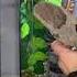 Аранжировка на терариум за Gargoygle Gecko Crested Gecko MorphHUB