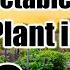 12 Crops To Direct Sow In June Wherever You Live