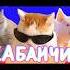 КАБАНЧИК В ячеслав Кукоба КОТЯЧИЙ КЛІП