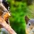 24 7 LIVE Cat TV For Cats To Watch Birds Squirrels The Greatest Breakfast Buddies