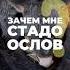 Зачем мне стадо ослов в Москве Shorts животные ферма фермер ослики ослинаяферма