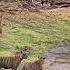 Tiger V S Crocodile Tiger Chase Crocodile Back To Water Tiger Crocodile