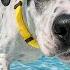 24 7 Soothe Dog Anxiety Dog TV With Calm Music For Dogs TOP Video Entertainment To Soothe Anxiety