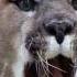 Funny Crazy BIG CAT SOUNDS