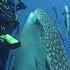 CLOSE ENCOUNTER WITH A WHALE SHARK