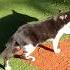 Кошка на карусели Ffunny Feral Cat On Carousel Lustige Katzen Gatos Engraçados Graciosos Kucing