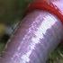 Monster Leech Swallows Giant Worm Wonders Of The Monsoon Episode 4 BBC