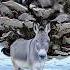 Arctic Rescue Saves Donkey From Massive Fungal And Owl Infestation Animalrescue Polarrescue