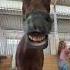 Why Not Horse Trends Horse Pferde Equestrian Riding Trend лошади Funny рекомендации Fyp