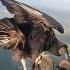 Unbelievable Vulture Lands On Paraglider Over Brazil