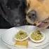Dogs Eating Omlette Shorts Shortsfeed Asmrsounds Asmr Puppy