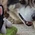 Husky Gets His Very Own Plushie Collection