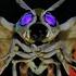 GMK Mothra Scene Pack 1080p