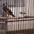 Седоголовый щегол Истаравшан Ура тюбе Goldfinch Of Istaravshan