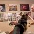 A Guardian With A Gentle Heart K9 Malinois Belgianmalinois Germanshepherd Dogtraining