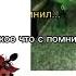 зеленая собака зеленаясобака
