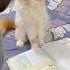 Dhinka Chika Dance Of Billu G Comedy Sajidcat Billucat Cat Catcomedy Pets Catvideos