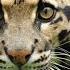Clouded Leopard Sounds
