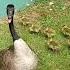 Grand Groovy Geese Gone Gregarious