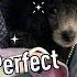 Planning For Perfect Puppy Adventures Ft Linda Hughes
