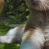 Stray Cat Diaries May S Purrfect Little Moments