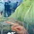 Qurbani 1st Naat Sharif 2025 Karlijiye Qurbani New Beautiful Bakra Eid Mubarak Noor Sisters