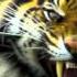 Survivor Eye Of The Tiger Speed Version