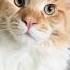 Что нужно знать про породу мейнкун Maincooncat домашниеживотные Maincooncat Cat